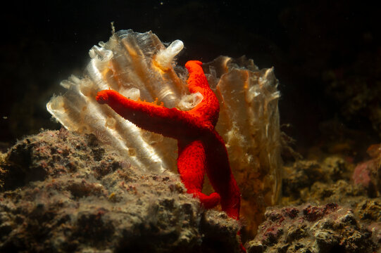 starfish and coral reef, Red Starfish (Echinaster sepositus) climbing a pen shell, Pinna rudis. Porto Conte, Alghero, SS, Sardegna, Italia