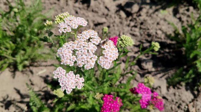 wasp, bald-faced hornet sits on white yarrow flowers in garden. this wasp visits flowers collecting nectar and pollen. yarrow flowers provide food source for beneficial insects in natural