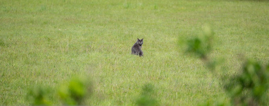 eine Main Coon blue smoke Rasse Katze Kater sitzt auf einer gr&uuml;nen Wiese Gras im langen Format 