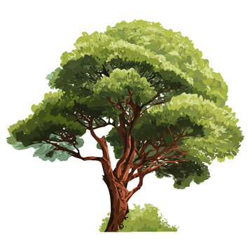 2D flat vector graphic of a Mahogany Tree in icon style, isolated on white background