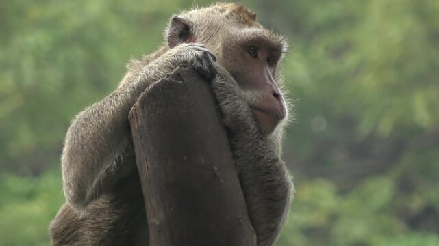 Peaceful 4K footage of a long-tailed macaque resting its head and arms on a weathered wooden stump. The monkey appears calm and contemplative, surrounded by the lush greenery.