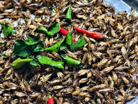 A close-up background of crispy deep-fried crickets garnished with kaffir lime leaves and red chilies. Popular Thai exotic snack, street food, and alternative insect protein concept.