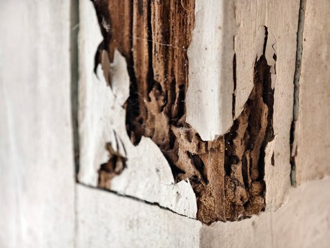 A detailed close-up of a wooden structure eaten by termites. Showing destroyed hollow wood texture with cracked peeling paint, perfect for pest control and property inspection concepts.