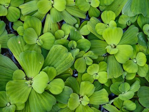 A full-frame top view of vibrant green water lettuce plants floating on a pond. Beautiful natural foliage pattern, background texture, aquatic eco-system, and botanical concepts.