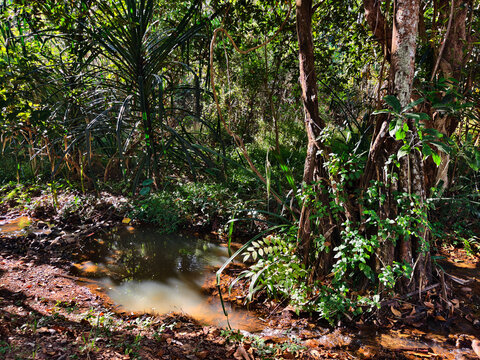 A natural small stream flowing through a dense tropical jungle. Featuring green trees, foliage, and sunlight reflections on the water, representing eco-tourism and environment concepts.