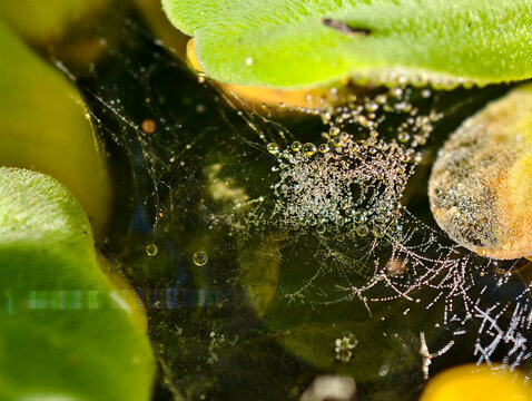 An intense macro close-up of tiny morning dew drops glittering on a spiderweb stretched over a pond. Featuring blurred green water lettuce leaves, showcasing beautiful natural details.
