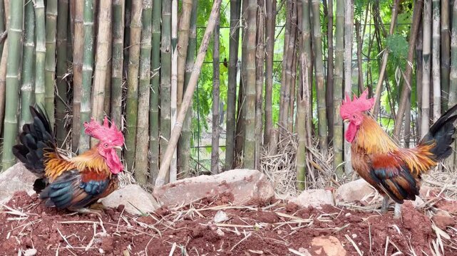 rooster on the ground, red junglefowl preening in nature, two chicken near bamboo trees in the wild