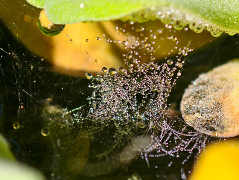 A detailed macro shot of glistening morning dew droplets packed on a spiderweb over a pond. Featuring warm golden sunlight and green leaves, perfect for pure nature background concepts.