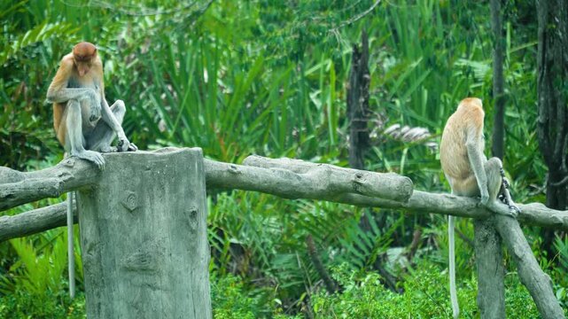 Proboscis monkey in the forest. Borneo. Labuk bay, Malaysia.