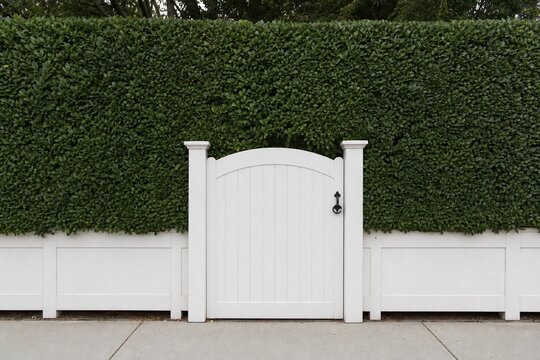 White garden gate in front of a tall, dense privet hedge.