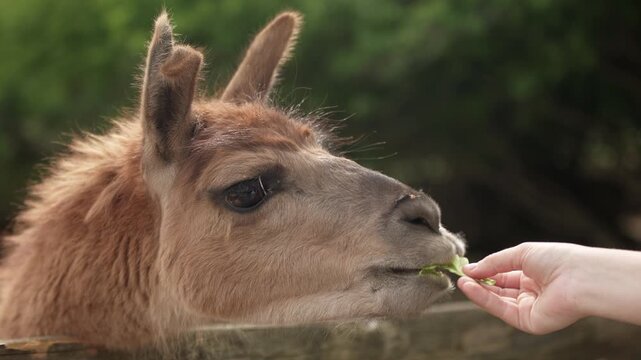 A llama looks toward camera behind a wooden fence outdoors. Soft focus and natural scenery create cinematic animal documentary footage mood.