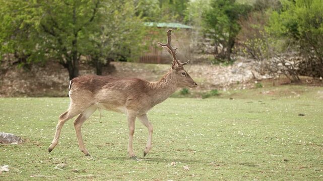 A deer walks calmly across a green meadow outdoors. Elegant posture and soft natural scenery create peaceful wildlife documentary footage mood.