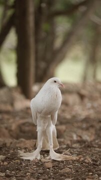  white pigeon walks through a forest habitat outdoors. Elegant movement and soft background create cinematic wildlife documentary footage mood.