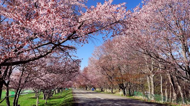 優駿さくらロードと桜