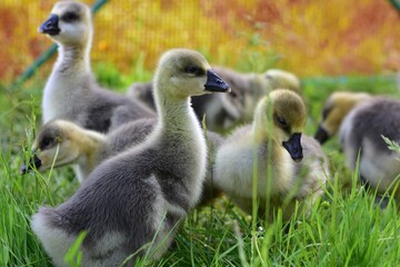Obraz premium Young gosling standing in fresh green grass on a sunny day. Close-up wildlife portrait of a fluffy baby goose in a natural outdoor setting, highlighting early growth and animal behavior.