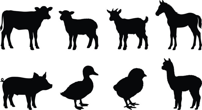 Set of baby farm animals black silhouettes including calf lamb goat kid foal piglet duckling chick and alpaca on white background