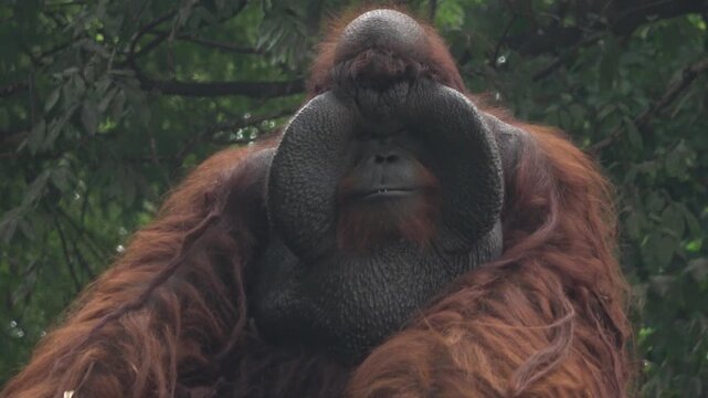 Intense 4K frontal portrait of a flanged male orangutan. The camera captures the impressive cheek pads, deep-set eyes, and calm expression of this great ape within a tropical forest setting.
