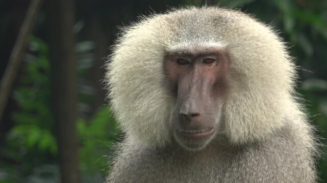 Detailed 4K close-up portrait of a male Hamadryas baboon.