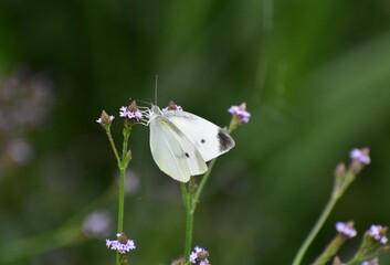 Cabbage White butterfly feeding on Verbena bonariensis © kamotori