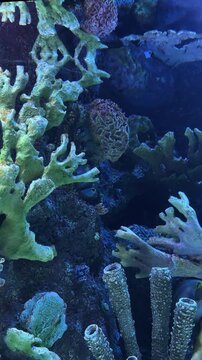 Striped batfish swimming near green corals in an aquarium