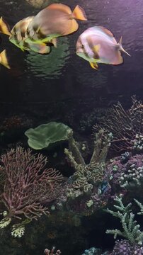 Orbicular batfish swimming above coral reefs in an aquarium