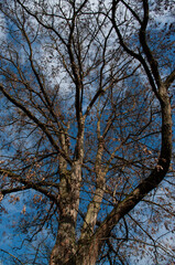 Obraz premium Platane im Spätwinter vor blauem Himmel