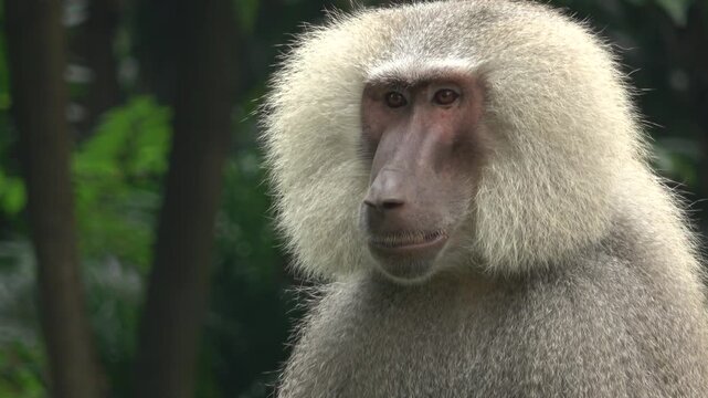 Detailed 4K video of a white-furred baboon looking to the side. The footage captures the movement of its head and the sunlight hitting its thick, shaggy mane against a dark forest background.
