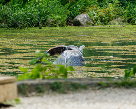 Blue Heron flaps wings in pond