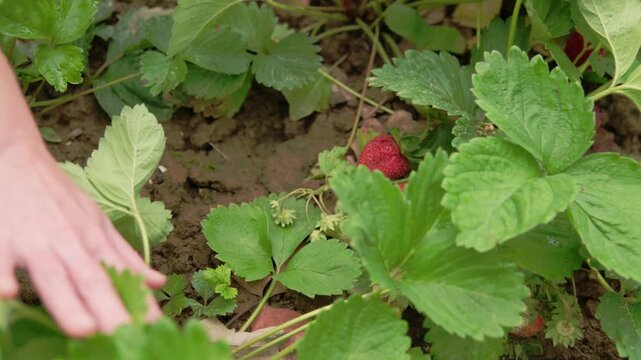 Growing strawberries in a garden during summer months in a sunny location