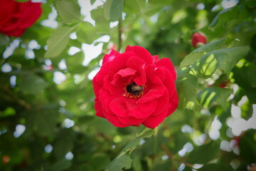 Obraz premium Close up shot of a vibrant red rose in full bloom with a bee on its