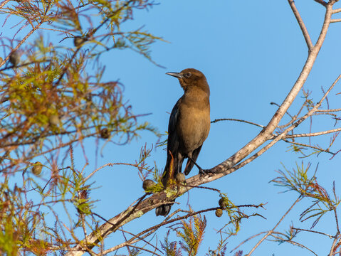 Boat-tailed grackle in a tree with blue sky