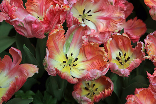 Frayed tulip beauty