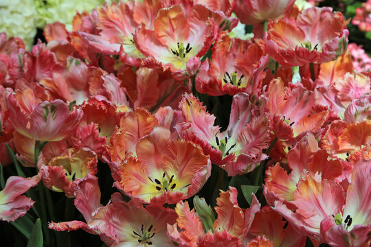 Group of Frayed tulip flowers