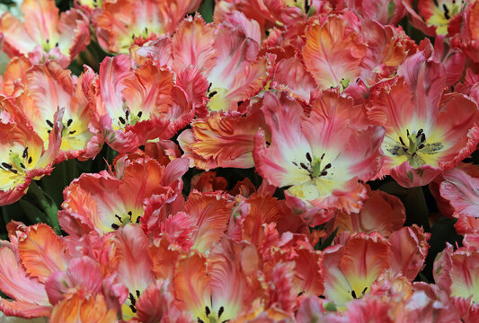 Frayed tulip flowers background