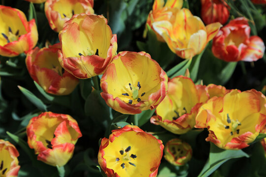 Yellow tulip flowers with reddish petal edge
