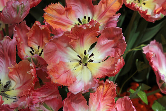 Frayed tulip close up