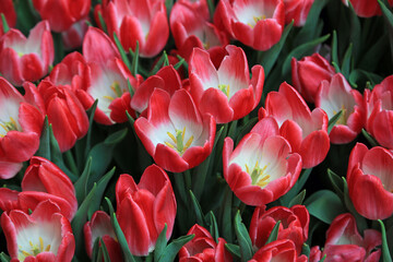 Fototapeta premium Red white crowded tulip - blooming in spring