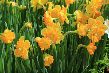 Fototapeta premium Daffodil spring flowers