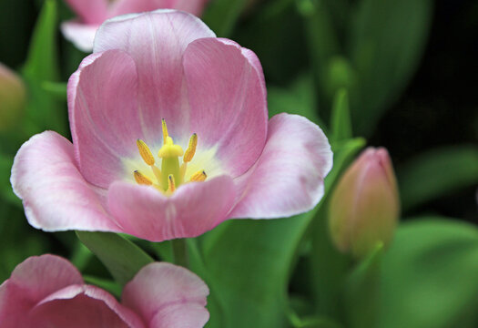 Pink tulip close up