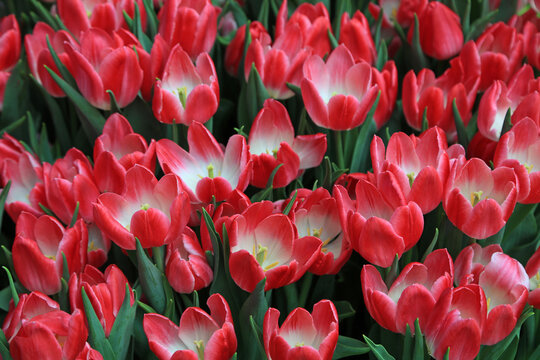 Crowded tulips - blooming in spring
