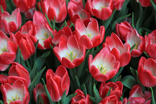 Red white crowded tulip - blooming in spring