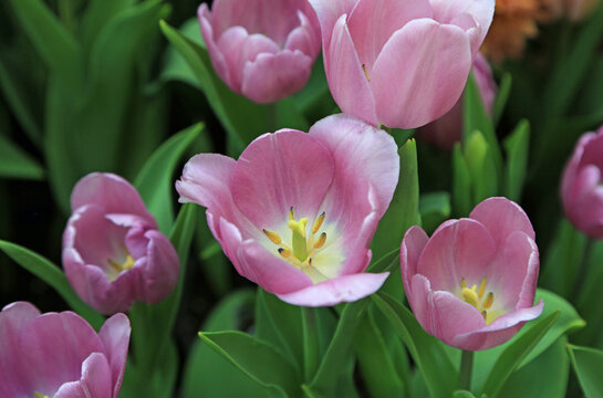 Group of Pink tulip flowers