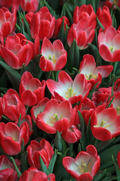Crowded tulips vertical - blooming in spring