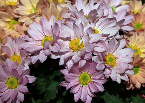 Pink and Orange chrysanthemum flowers 