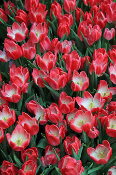 Crowded Red tulip vertical - blooming in spring