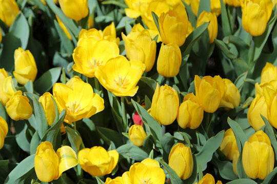 Yellow tulips flowers