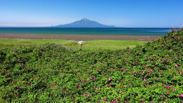 利尻島と利尻水道と浜サロベツのハマナス
