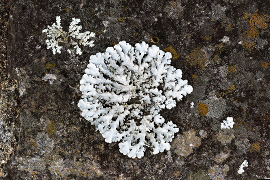 Lichen on stone in the garden in Teresopolis, Rio de Janeiro, Brazil