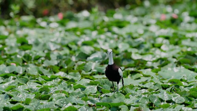 Pheasant tailed jacana walking on floating water lily leaves and exiting frame