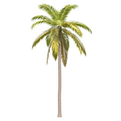 Fototapeta premium Palm coconut isolated transparent background photo realistic 3d rendering PNG 16 bit with alpha channel 